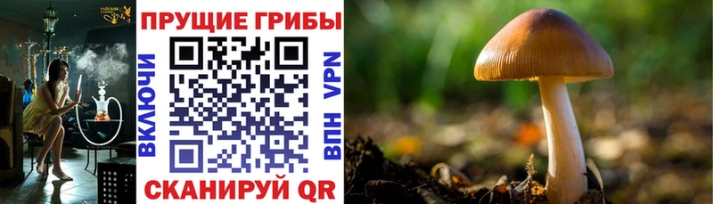 гидра ссылка  Орехово-Зуево  Псилоцибиновые грибы MAGIC MUSHROOMS 
